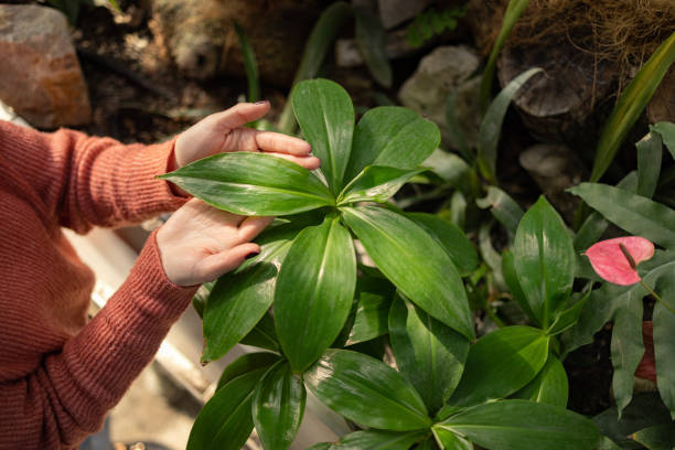 istock Human hands touching plants in greenhouse 1471435844