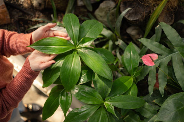 istock Human hands touching plants in greenhouse 1471435962