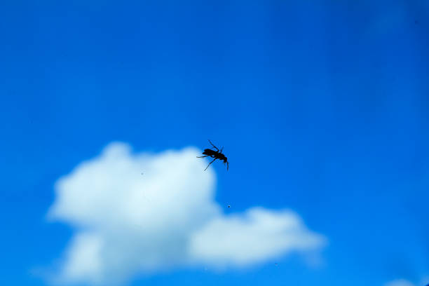 A mosquito on the window with the clear blue sky. Looking through window, a mosquito in silhouetted.