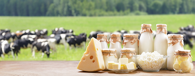 Dairy products. Bottles of milk, cheese, cottage cheese, yogurt, butter on a wooden table on meadow of cows background