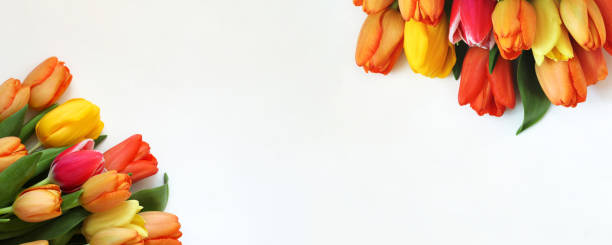 istock spring flower banner with tulips in the corners on a white background. 1471439869