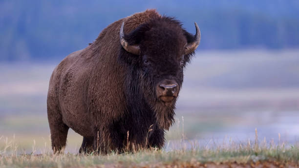 il bisonte del parco di yellowstone noto anche come bisonte americano (bison bison) - bisonte europeo foto e immagini stock