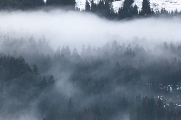 istock Some fog striving through the forest in winter 1471439960
