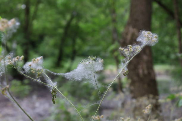 istock Poplar fluff in the summer forest 1471444962