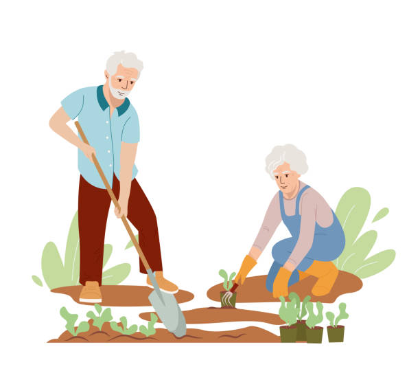 植物を植える高齢者。スペードを持つ引退した男性、女性は庭で働くベッドを除草します。高齢者のケア、アクティブなライフスタイル。漫画のキャラクターを持つフラットスタイルのベク� - senior adult couple care spring点のイラスト素材／クリップアート素材／マンガ素材／アイコン素材