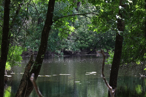 River in the summer forest