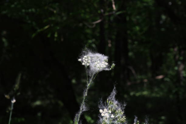 istock Poplar fluff in the summer forest 1471445011