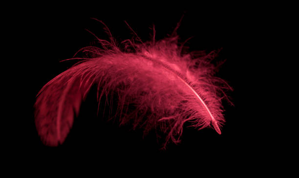 istock bird pen falling in the dark 1471445170