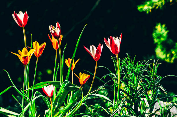red and yellow tulips with green leaves stock photo
