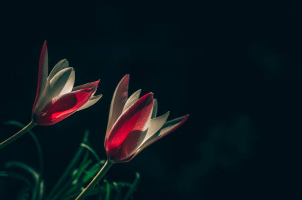 istock red and white tulip on dark background,isolated 1471445364