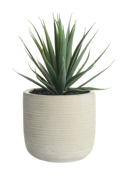 istock isolated artificial cactus succulent plant in clay pot 1471445380