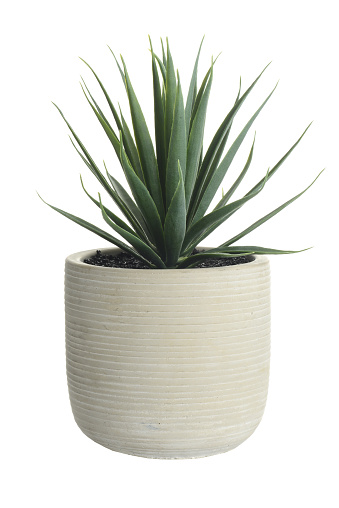 isolated artificial cactus succulent plant in clay pot on a white background