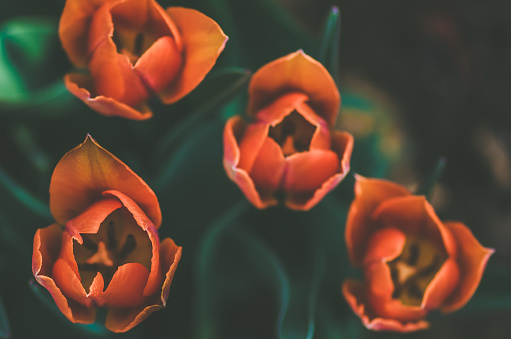 spring red tulips in the garden, dark backgroujnd