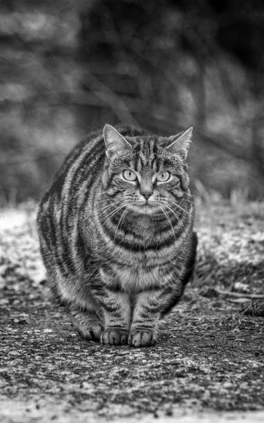 istock Close up of cat sitting outdoors during winter 1471445484
