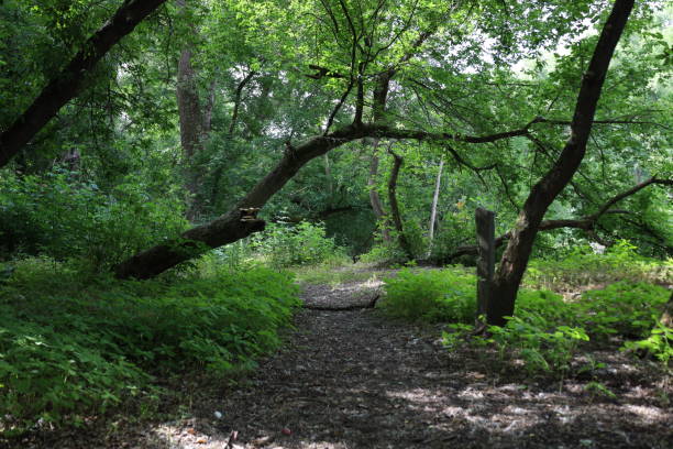 istock The atmosphere of a sunny summer forest 1471446932