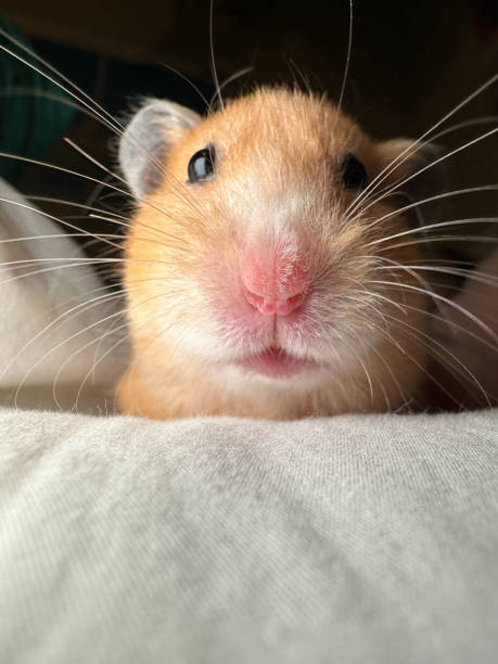 istock Cute Syrian hamster closeup on a soft blanket 1471447126