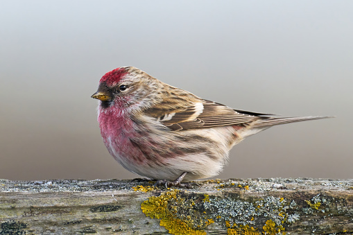 Common redpoll (Acanthis flammea) in its natural environment