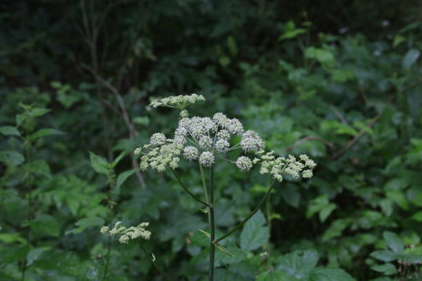 wilde engelwurzblüten im sommerwald, angelica sylvestris blüten - angelica sylvestris stock-fotos und bilder