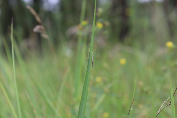 Summer insects