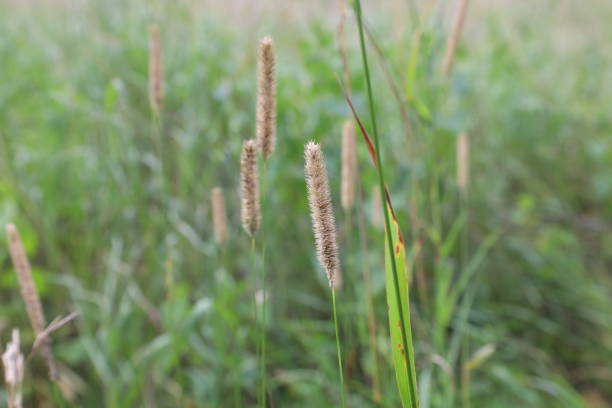 istock Timothy in the summer meadow 1471449548
