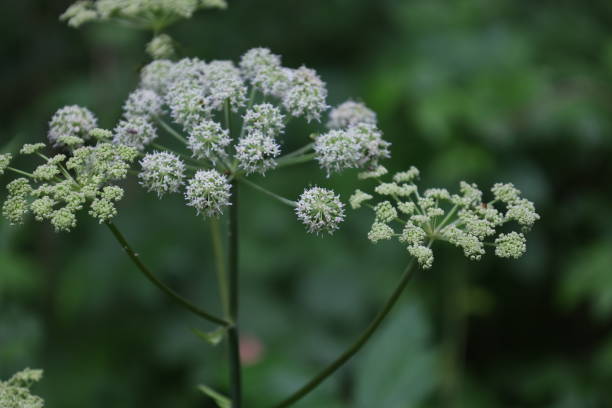 夏の森の野生のアンジェリカの花、アンジェリカシルベストリス - angelica sylvestris ストックフォトと画像