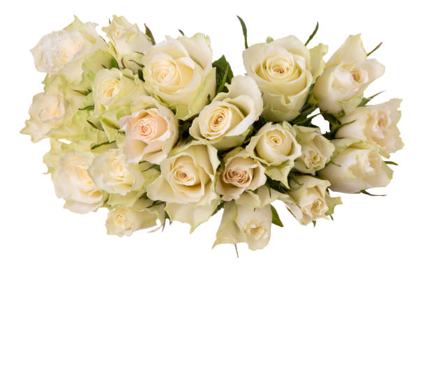 istock Bunch of white roses 1471450066
