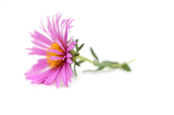 flower (Asteraceae) of symphyotrichum branch on white