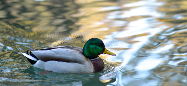 istock Mallard Duck (Anas platyrhynchos) wimming on a pond 1471450142