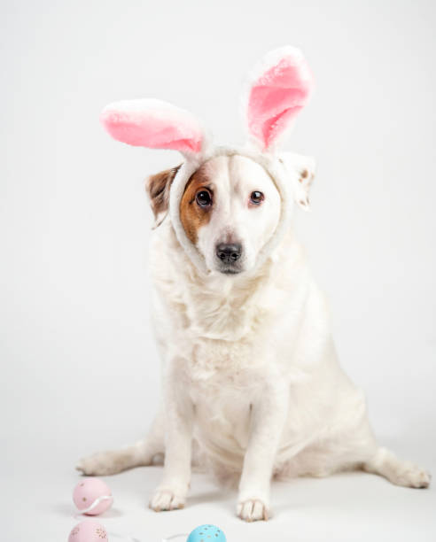 istock Portrait of a dog with rabbit ears and eggs. Easter 1471453466