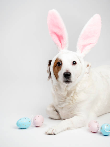 istock Portrait of a dog with rabbit ears and eggs. Easter 1471453469