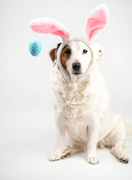 istock Portrait of a dog with rabbit ears and eggs. Easter 1471453481