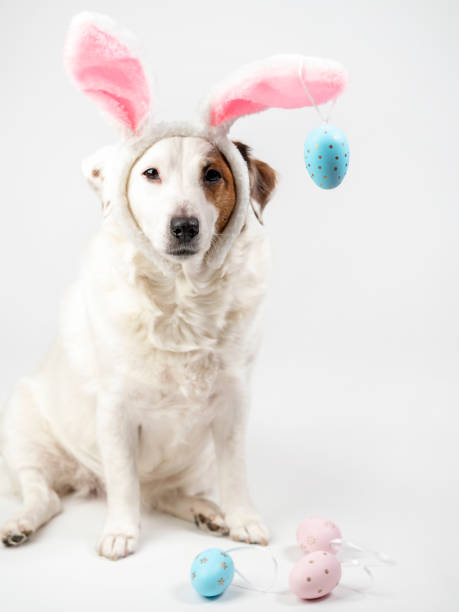istock Portrait of a dog with rabbit ears and eggs. Easter 1471453484