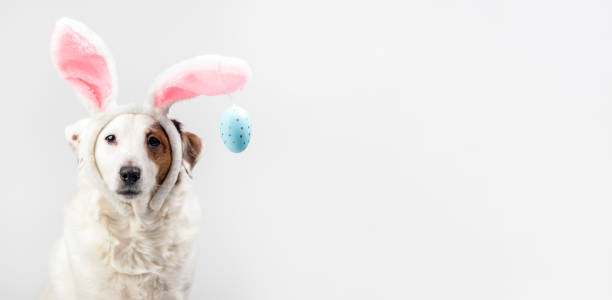 istock Portrait of a dog with rabbit ears and eggs. Easter 1471453496