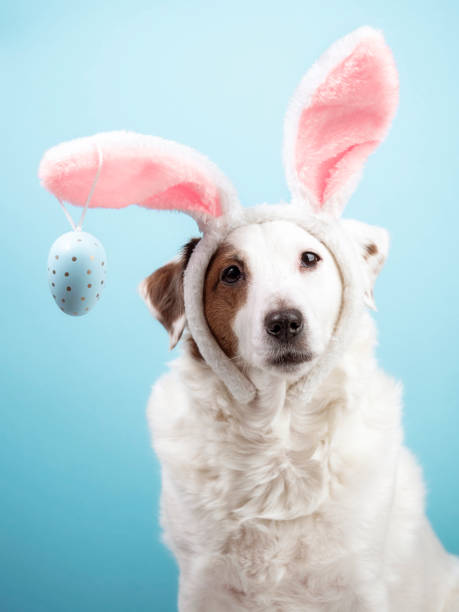 istock Portrait of a dog with rabbit ears and eggs on a blue background. Easter concept 1471453497