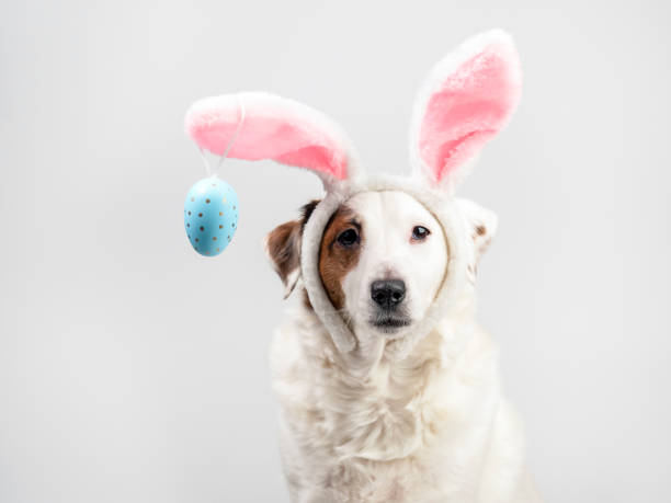 istock Portrait of a dog with rabbit ears and eggs. Easter 1471453498