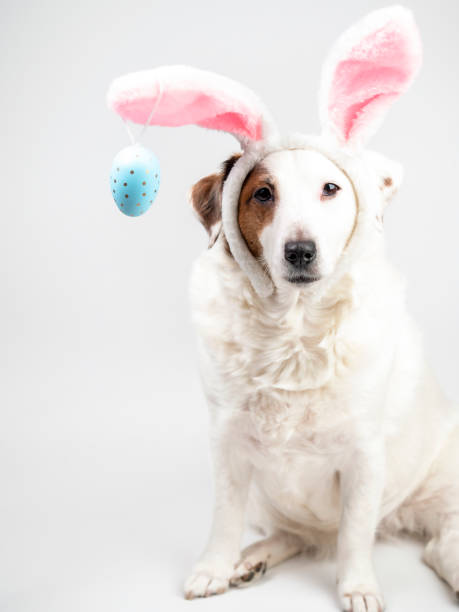 istock Portrait of a dog with rabbit ears and eggs. Easter 1471453500
