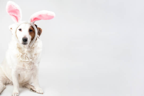 istock Portrait of a dog with rabbit ears and eggs. Easter 1471453503