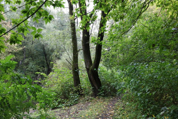 istock Summer atmosphere in the forest, yellow leaves and rain 1471453576