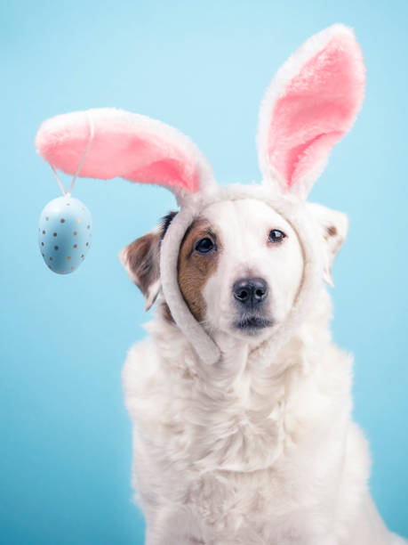 istock Portrait of a dog with rabbit ears and eggs on a blue background. Easter concept 1471453610