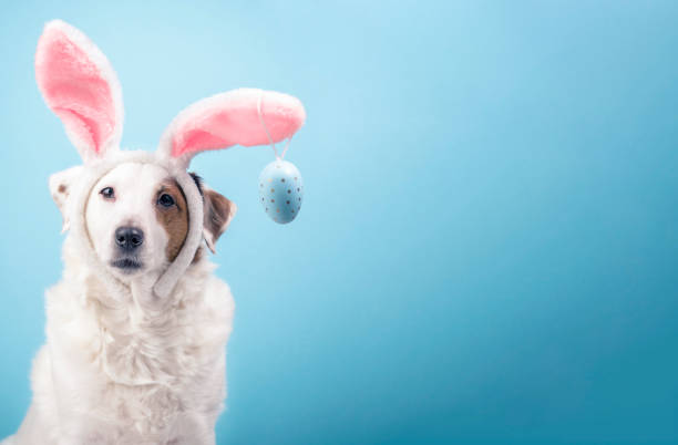 istock Portrait of a dog with rabbit ears and eggs on a blue background. Easter concept 1471453611