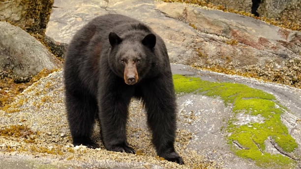 istock The American black bear (Ursus americanus) 1471454569