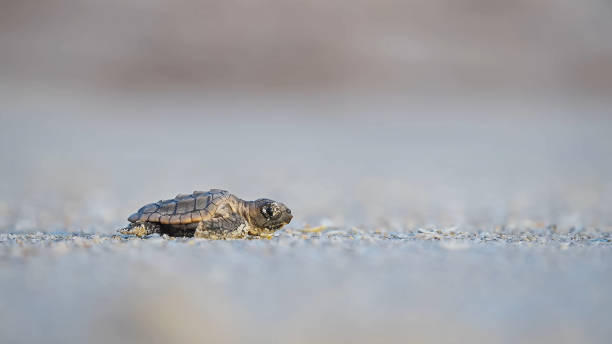 istock green sea turtle hatchling 1471454588