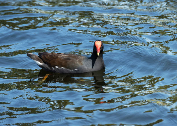istock Common Gallinule in Wind Rippled Water 1471454608