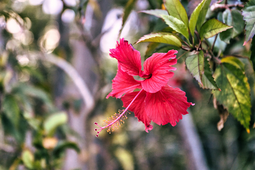 Punta Cana, Dominican Republic - February 19, 2023. View of a red hibiscus growing on a caribbean island.