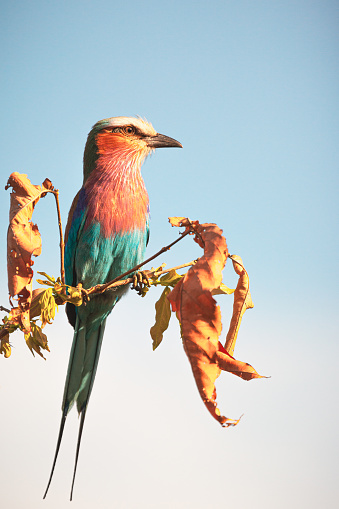 Lilac-breasted roller, Selous National Reserve, Tanzania