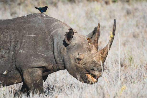 istock Black rhino - Lewa Wildlife Conservancy, North Kenya 1471455467