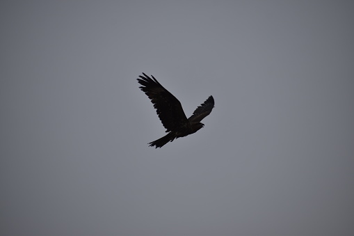 A black kite in flight, blue sky, open wings, Common buzzard bird. Various shots of an eagle.