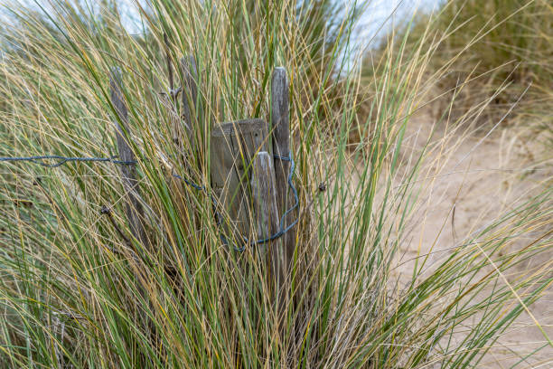 Maram grass in the sand dunes with wooden and wire fence to hold back wind blown sands