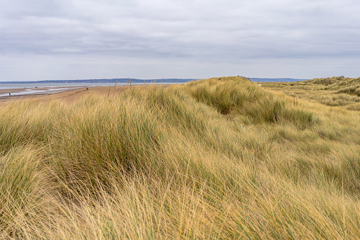 grasses blowing in the wind on top of the sand dunes