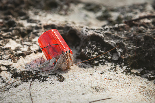 Hermit crab with a plastic shell, Zanzibar